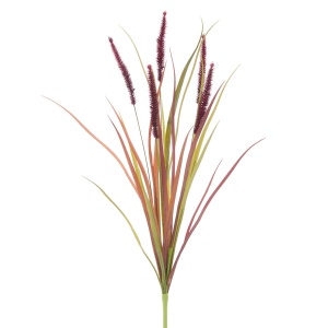 Fountain Grass 70cm