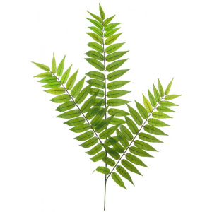 Crocodile Fern Spray