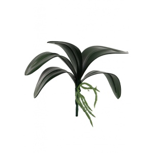 Large Phalaenopsis Leaf Nat Green
