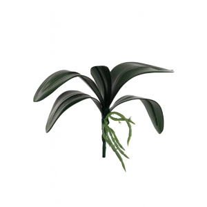 Small Phal Leaf Nat Green