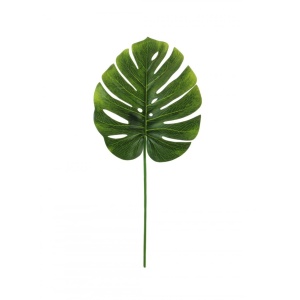 Medium Monstera Stem N.green