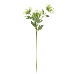 Protea Spray - Green