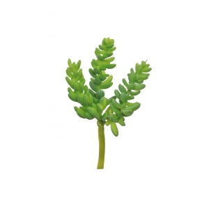 Plastic Ss Burros Tail Succulent Nat.grn