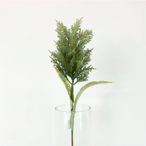 Large Feathered Astilbe Green