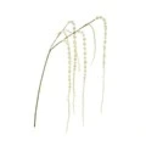 Amaranthus Spray - 147cm