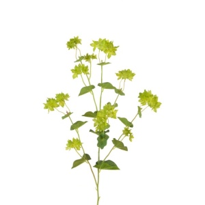 Bupleurum Spray 76cm