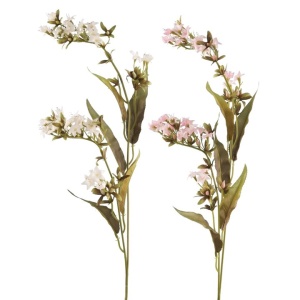 Carnation 5f 4b 71cm