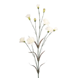 Carnation 5f 4b 71cm
