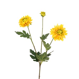 Chrysanthemum, Yellow