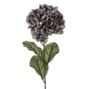 Hydrangea Grey