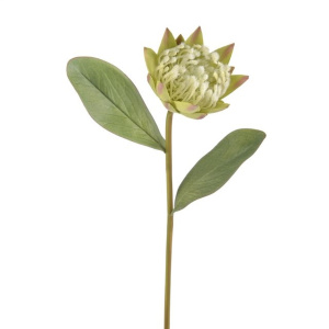 Protea Green