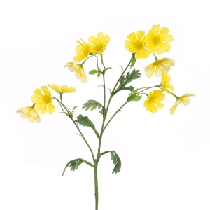 Wild Cosmos Spray, Yellow