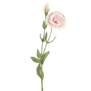 Dawn Lisianthus Pink