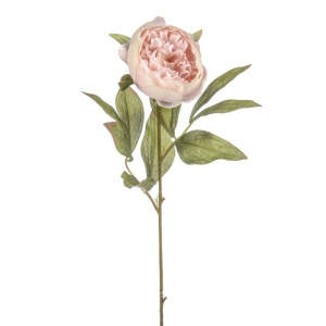 Dawn Peony Pink 62cm