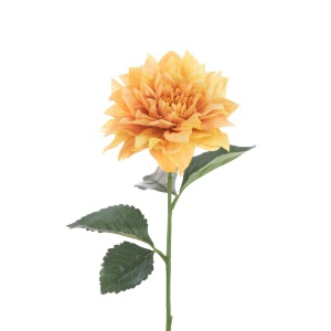 Juliet Dahlia, Yellow