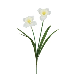 Daffodil X 2 60cm
