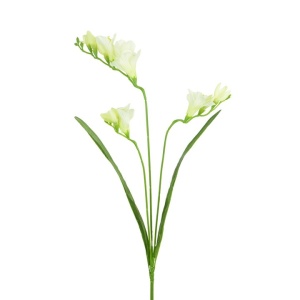 Freesia 5f 6b Cream/green 65cm
