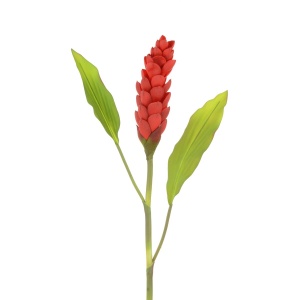 Torch Ginger Stem 92cm