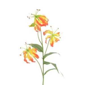 Gloriosa Lily X 3 80cm