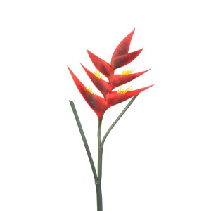 Heliconia Red