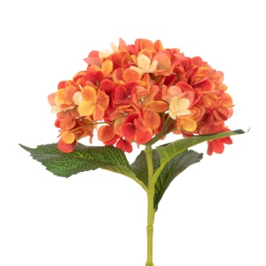 Hydrangea, Orange/yellow