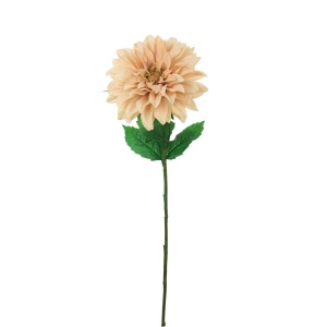 Monarch Dahlia Champagne