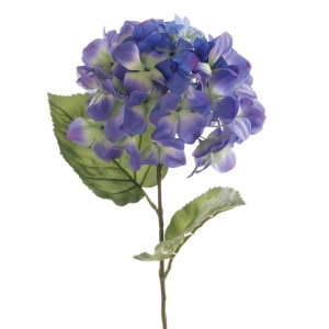 Hydrangea Macrophylla - 67cm