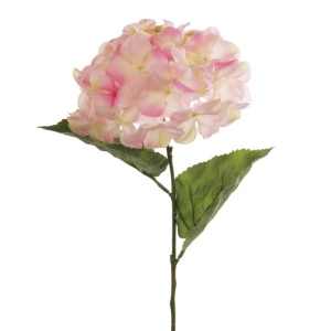 Hydrangea Macrophylla - 67cm