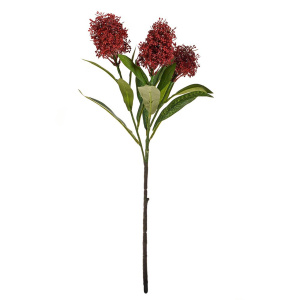 Skimmia Spray Red 60cm