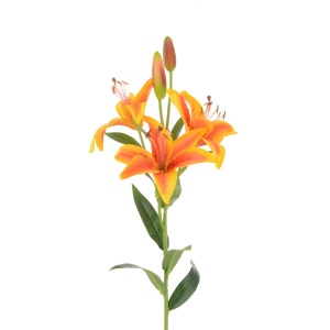 Tiger Lily, Orange