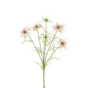 Nigella Love In The Mist -65cm