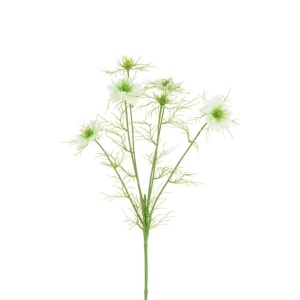 Nigella Love In The Mist - 65cm