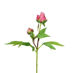 Peony Bud F.t. X1 Dk.pink-48c