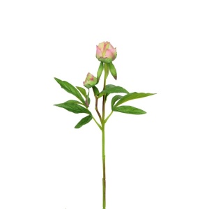 Peony Bud F.t. X1 Pink Green-