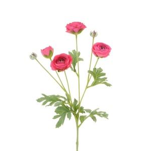 Ranunculus Spray X 4 67cm