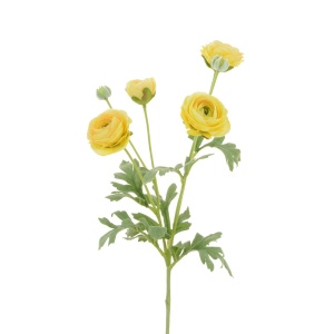 Ranunculus Spray X 4 67cm