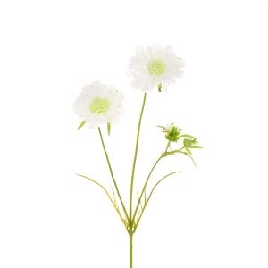 Scabiosa Spray-84