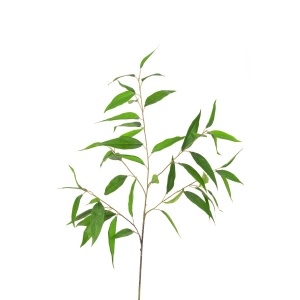 Long Eucalyptus Spray - 97cm