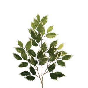 Ficus Spray Varx42 Lvs -60cm