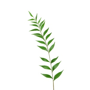 Sword Leaf Fern Single 116cm