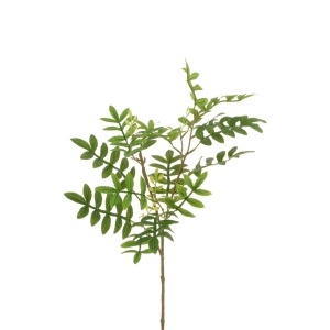 Sorbus Leaf Spray 60cm