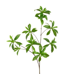 Wild Schefflera Spray