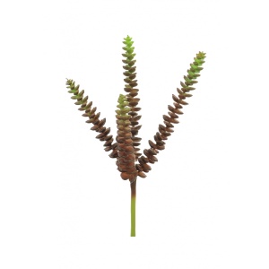 Plastic Ss Feechi Succulent Chestnut