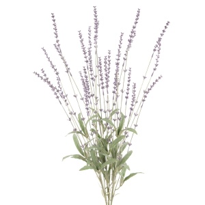 English Lavender Bush X 3 59cm