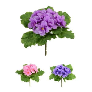 African Violet Assorted Cols