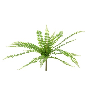 Boston Fern Bush