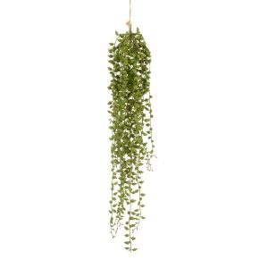 Senecio Hanger 52cm