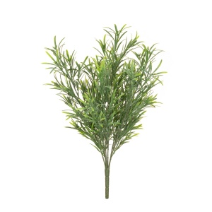 Uv Podocarpus Bush