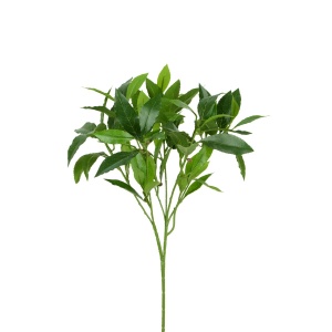 Sweet Bay Spray X 74l 19 Beans