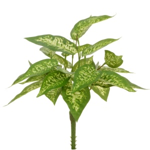 Dieffenbachia Plant 30cm